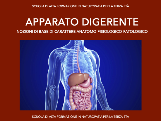 Apparato digerente